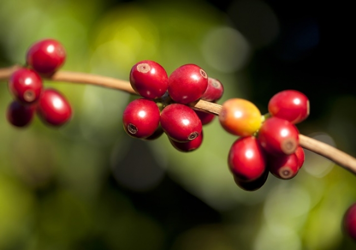 PRODUÇÃO EM QUEDA E EXPORTAÇÃO CRESCENTE: O QUE EXPLICA A ALTA DO PREÇO DO CAFÉ