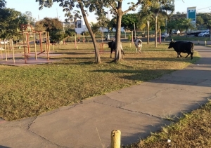 VACAS FLAGRADAS NA PRAÇA DA SAÚDE DO BAIRRO MORADA NOVA