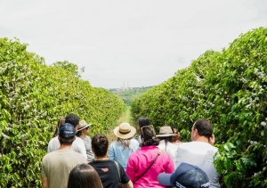 1º FESTIVAL DA COLHEITA DO CAFÉ NO CERRADO MINEIRO REALIZARÁ VISITAS GUIADAS A FAZENDAS