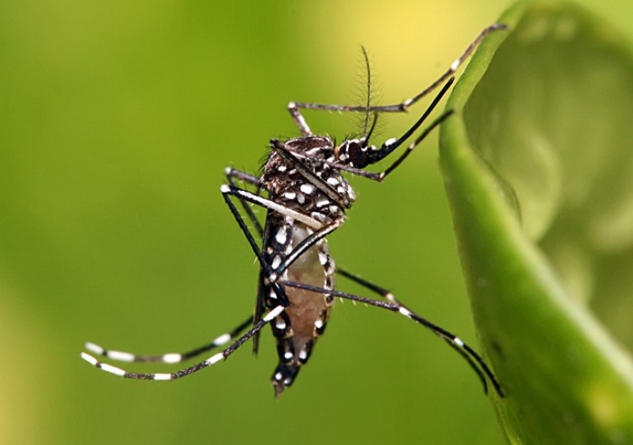 CASOS DE DENGUE ‘RECUAM’ ANTE AO NÚMERO DE INFECÇÕES DA COVID-19