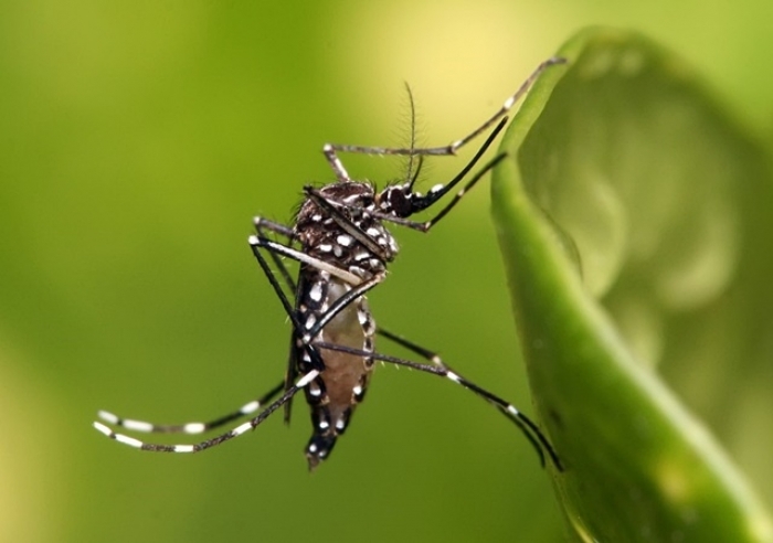 BRASIL ULTRAPASSA MARCA DE 5 MIL MORTES POR DENGUE