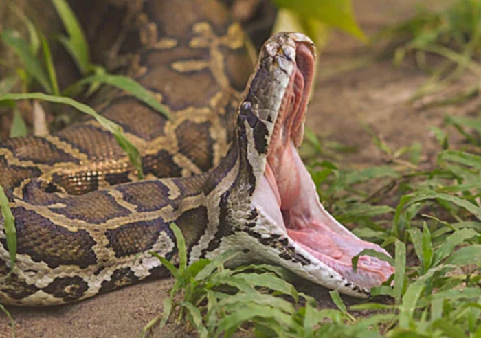 CORPO DE MULHER É ENCONTRADO DENTRO DE COBRA PITON