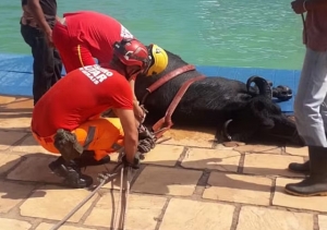 PISCINA DE CLUBE DE LAZER EM MG RECEBE ‘VISITANTE INUSITADO’