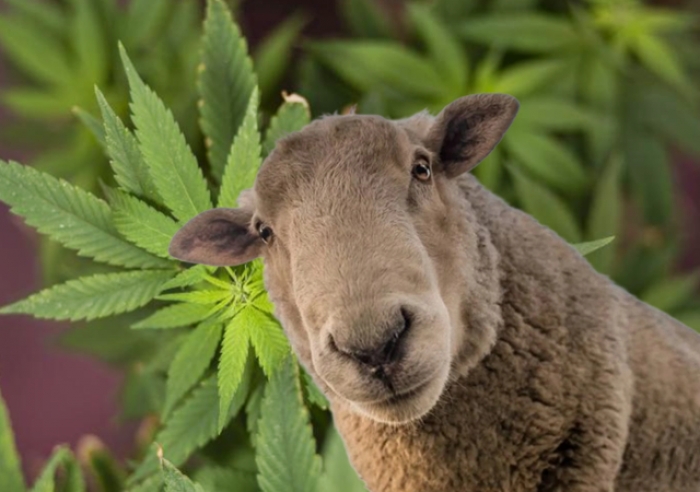 OVELHAS INVADEM FAZENDA NA GRÉCIA E COMEM 100 KG DE MACONHA