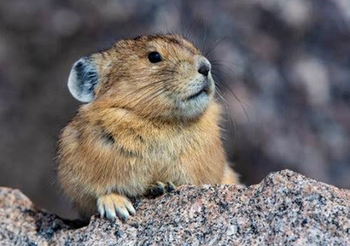 PIKA REAGE BEM DIANTE DO CALOR EXCESSIVO, AFIRMAM PESQUISADORES