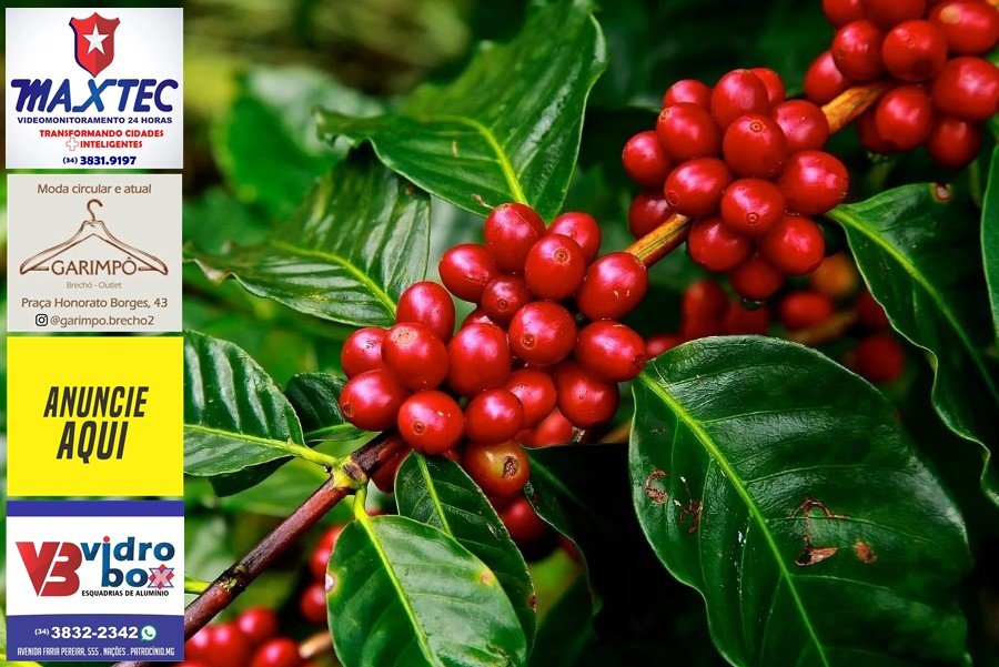 JOÃO PINHEIRO VAI ABRIGAR A MAIOR FAZENDA DE CAFÉ ARÁBICA DO MUNDO