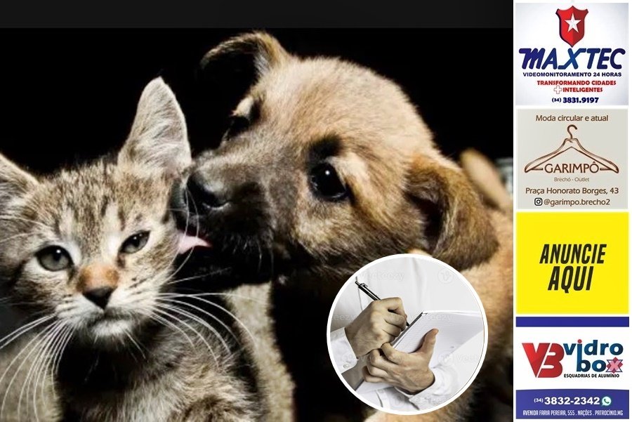 PREFEITURA DE PATOS DE MINAS VAI REALIZAR CENSO POPULACIONAL DE CÃES E GATOS