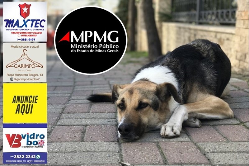 MP BARRA RECOLHIMENTO DE CÃES E GATOS DE RUA E PEDE MUDANÇA IMEDIATA EM PATROCÍNIO