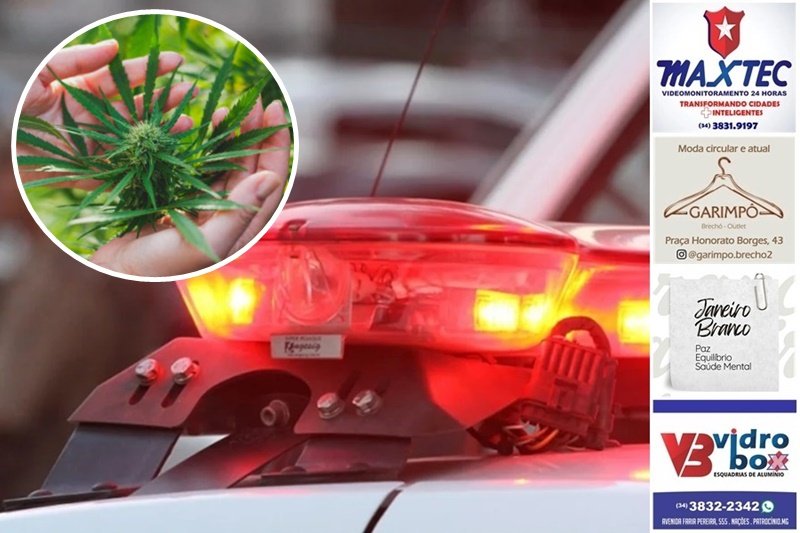 DISK DENÚNCIA 181 RESULTA EM APREENSÃO DE DROGAS, PLANTA DE CANNABIS E PRISÃO POR TRÁFICO
