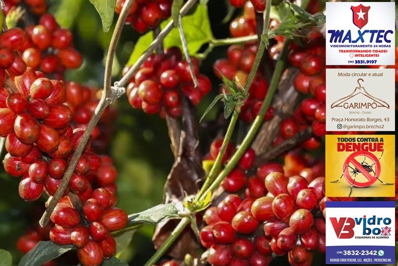 BIENALIDADE POSITIVA E CLIMA FAVORÁVEL VÃO FAZER SAFRA 2026 DE CAFÉ DISPARAR NA REGIÃO 