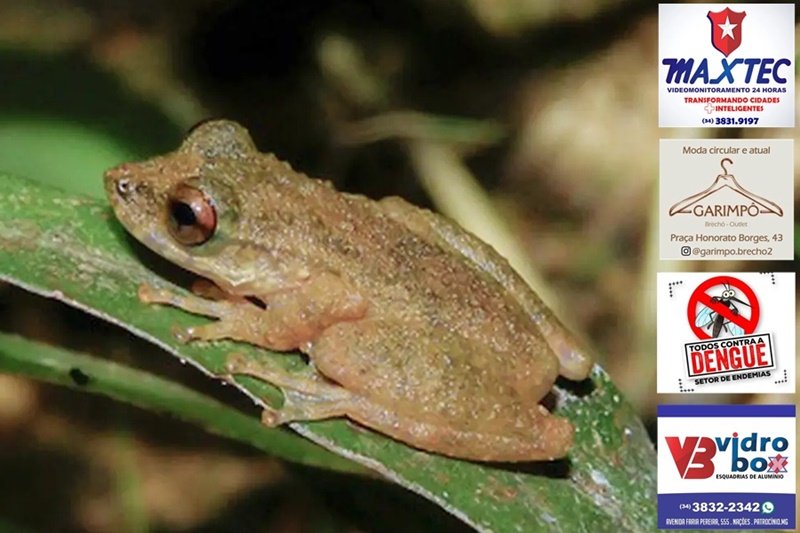 RECÉM DESCOBERTA, PERERECA DE 3 CM É A NOVA QUERIDINHA DO CERRADO MINEIRO
