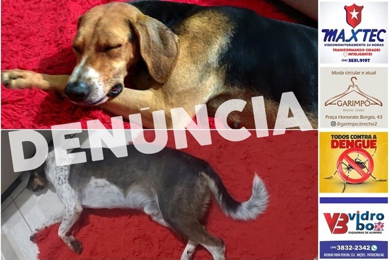 PROTETORES DE ANIMAIS DENUNCIAM POSSÍVEL EXTERMÍNIO DE CÃES COMUNITÁRIOS EM PATROCÍNIO