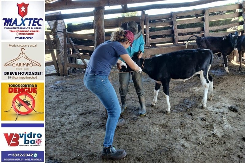 AGRICULTURA AMPLIA VACINAÇÃO CONTRA BRUCELOSE E JÁ IMUNIZOU 352 BEZERRAS EM 2026