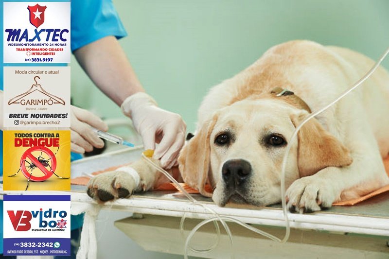 MUTIRÃO DE CASTRAÇÃO MOBILIZA PATROCÍNIO NOS PRÓXIMOS DIAS