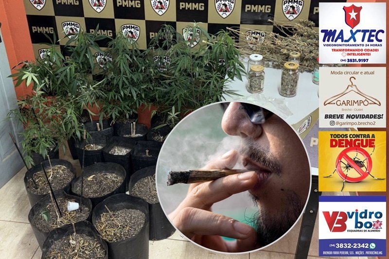 CANNABIS EM CASA: PM PRENDE HOMEM DE 36 ANOS POR TRÁFICO E CULTIVO DE MACONHA EM COROMANDEL