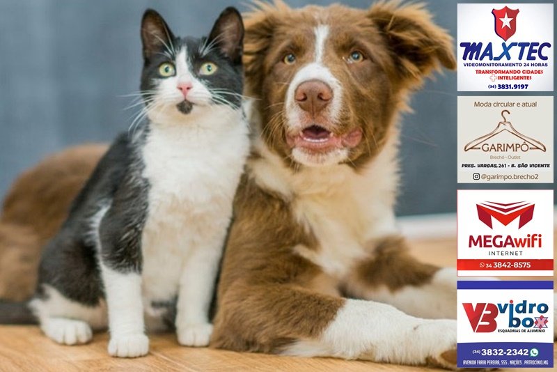 UNICERP PROMOVE CAMPANHA GRATUITA DE VERMIFUGAÇÃO DE CÃES E GATOS