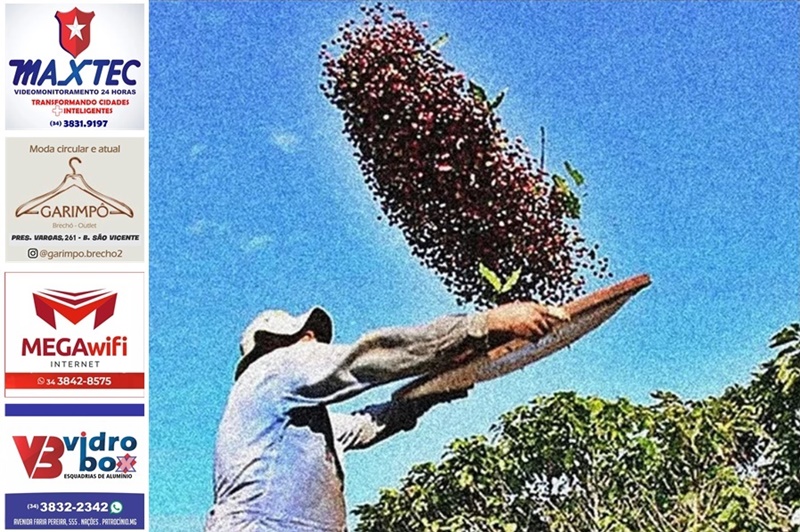 CERRADO MINEIRO: COLHEITA DE CAFÉ ATINGE 18% NA ÁREA DA EXPOCACER