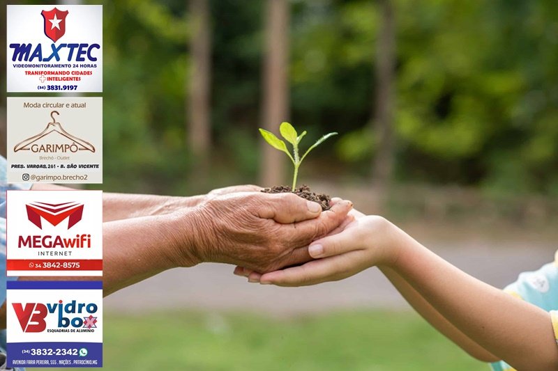A small tree growing with soil forwarded or delivered between the hands of the elderly and children with the green forest background. Showed the care for the environment with sustainable development.