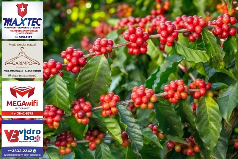CHINA COMPRA LOTES DE CAFÉS PRODUZIDOS POR MULHERES DO CERRADO MINEIRO