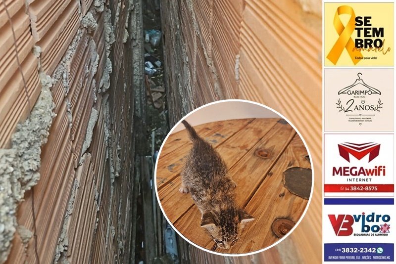 RESGATE FELINO: BOMBEIROS SALVAM FILHOTE DE GATO PRESO ENTRE AS PAREDES DE DUAS RESIDÊNCIAS