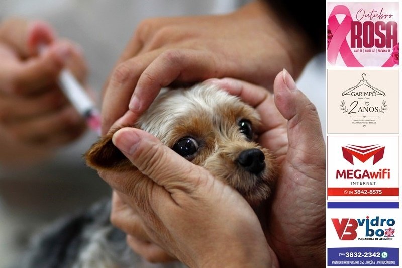 VACINAÇÃO ANTIRRÁBICA JÁ IMUNIZOU QUASE 21 MIL CÃES E GATOS EM PATROCÍNIO